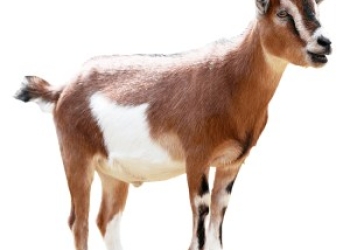 Goat – ፍየል large