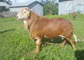 ትልቅ በግ – Large size sheep