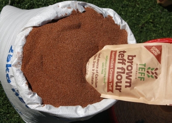 Brown Teff – ጥቁር ጤፍ. 50kg