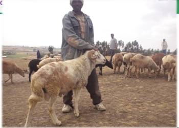ሙክት በግ – Medium size Sheep