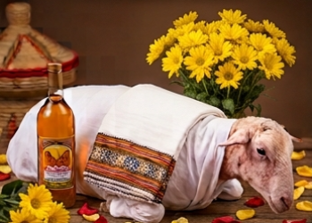 •	The Traditional Feast: Sheep medium size,, Wine, large size Flower. ባህላዊው የድግስ ስጦታ፡ መካከለኛ በግ፣ ወይን፣ ትልቅ አበባ
